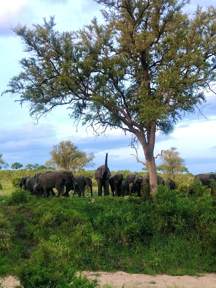Hoyo Hoyo Safari Lodge Mluwati Concession Bagian luar foto