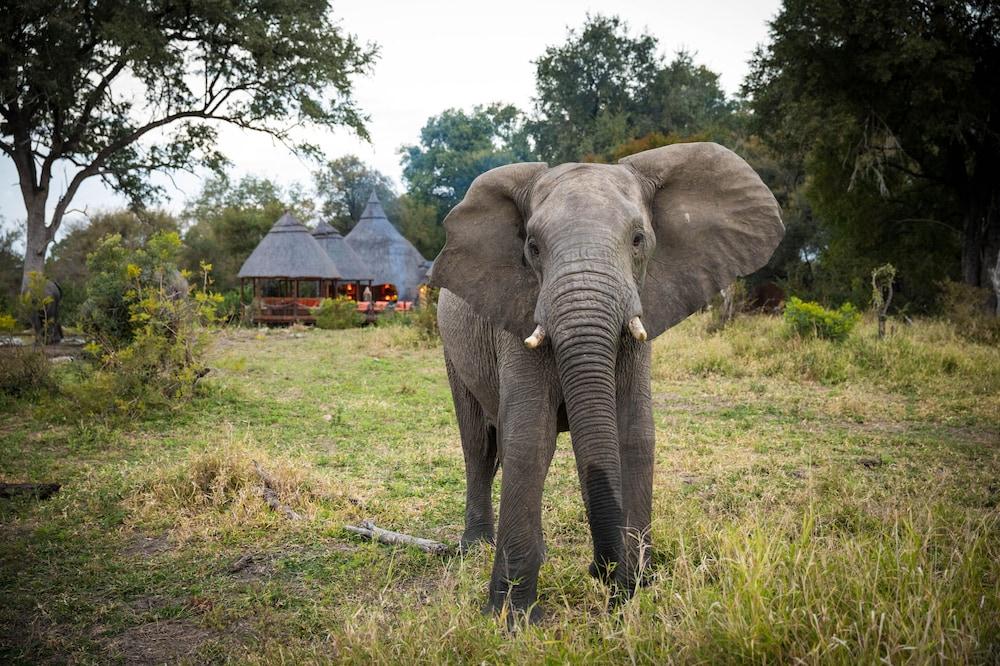 Hoyo Hoyo Safari Lodge Mluwati Concession Bagian luar foto
